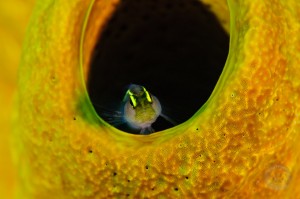 Shortstripe Goby, Little Cayman island | Nikon 105mm f2.8 VR Image # FI-9590 Shortstripe Goby, Little Cayman island