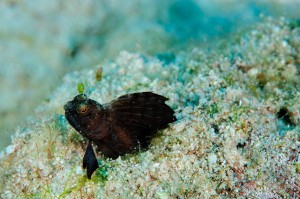 Sailfin Blenny in burrow, Little Cayman Island | Nikon 105 f2.8 VR lens, Image #FI-9595 Sailfin Blenny in burrow, Little Cayman Island