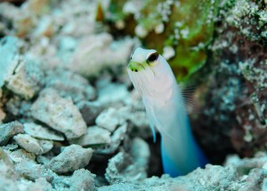 Yellowhead Jawfish, Little Cayman | Nikon 105 f2.8 VR Image #FI-9596 Yellowhead jawfish picture