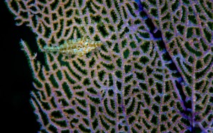 Slender Filefish, Little Cayman island | Nikon 105 f2.8 VR Image #FI-9597 Slender Filefish picture