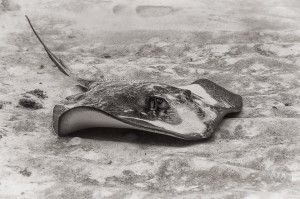 Southern stingray gliding over sand Image #RY9607 southern stingray gliding over sand