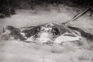 Stingray agitating sand below to find food Image # RY-9608 stingray finding food photo