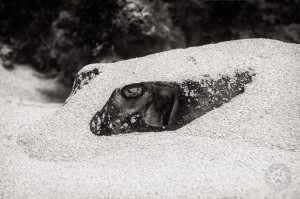 Southern stingray closeup, Little Cayman, Caribbean Sea Image #RY9610 southern stingray closeup