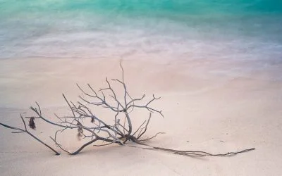 Washed ashore