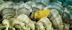 Leaf and turkey Tail, Holland Ponds, MI, #LE9646 turkey tail pictures
