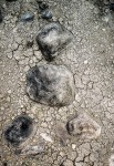 dried lake bed and rock photo