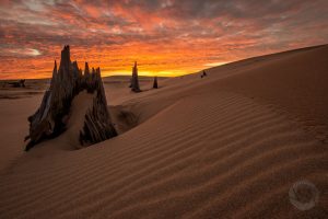 Silver Lake sand dunes and tree stumps during early morning twilight