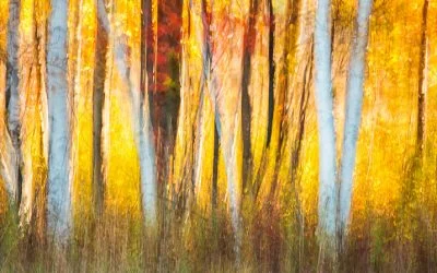 Fall Color 2012