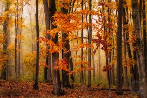 foggy forest fall color picture