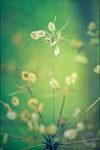 Seeds #PL9323 Emerald Color of the year plant