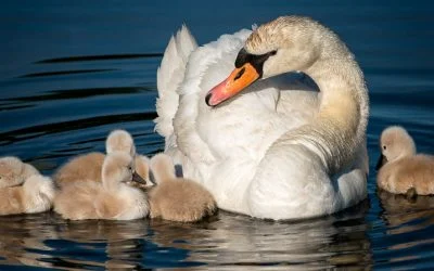 Mute swan and cygnets