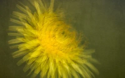 Flight of the Dandelion