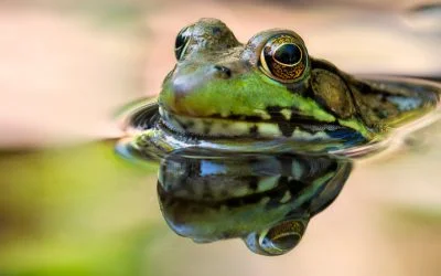 Time with backyard wildlife