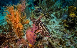 Nassau Grouper on a reef photo