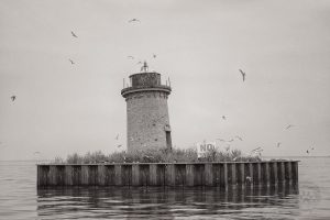 tern nesting southeast Michigan