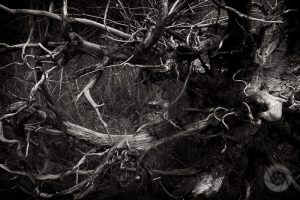 Fawn and snag, Lakeville Swamp, MI