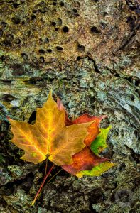 Colorful leaf trio on decaying log
