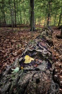 old log and woodland
