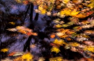 colorful abstract fall leaf photo