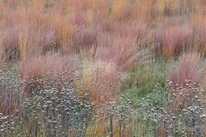 Frosty Oak savanna  Image #LA-9784