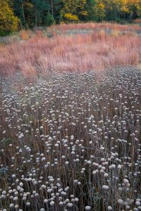 oak savanna and fall color photo