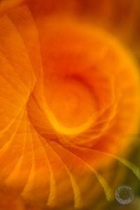 abstract flower photo