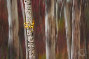 abstract tree photo