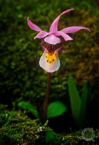 calypso orchid photo