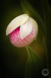 Showy lady slipper orchid photo