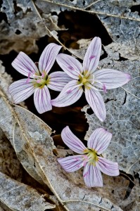 Radiant Orchid flower photo