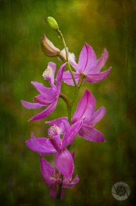 radiant orchid colors in nature