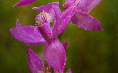 2014 Color of the Year Radiant Orchid