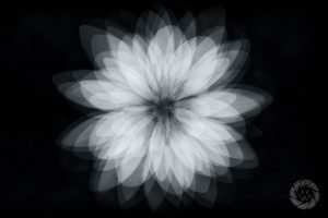 Bloodroot abstract photo