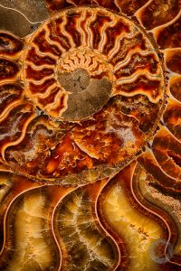 Ammonite Fossil