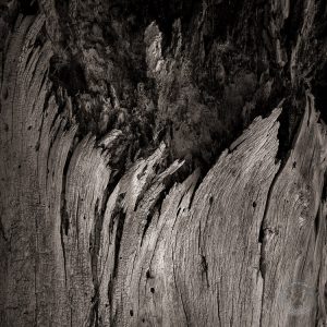 Dead Tree