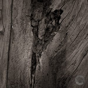 Dead Tree