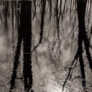 Tree Reflections