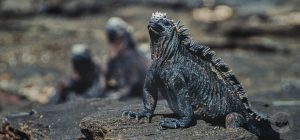 marine iguana photo galapagos islands