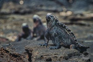 Marine Iguana on Santiago Island, Galapagos ca. June 2001 | Nikon F5 with original Nikon 80-400 zoom - digitized using Nikon D800, 200mm macro, slide table.