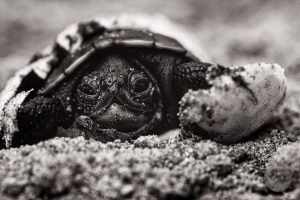 turtle with egg shell photo