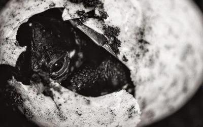 Turtle Hatchlings