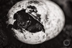 turtle hatchling in egg