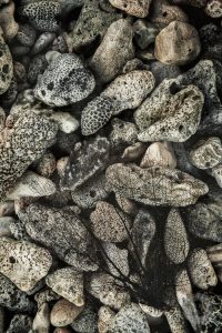Cayman Brac coral