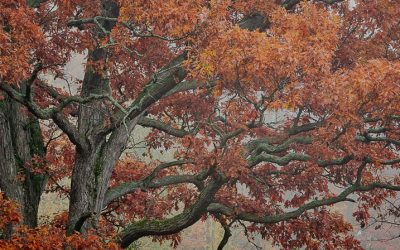 Fall is over?