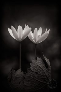 bloodroot pictures