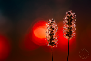 vibrant red photo
