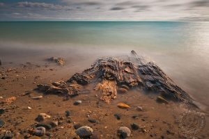 lake huron driftwood photo