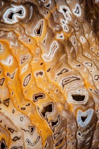 Hell's Canyon Herringbone Petrified Wood