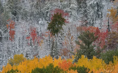 Healing Power of Nature