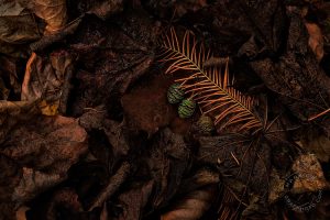 dawn redwood cones in leaf pile